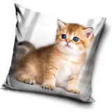 Taie d'oreiller Chat 40 x 40 cm  Coussin 